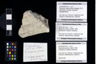 Foto (Objekt + Etikett) von Decapoda propodus (Latreille, 1802)  (NHMW-GEO-2014-0194-1018c)